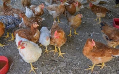 Confirman el segundo caso de influenza aviar en el Chaco – Las noticias más importantes de Chaco