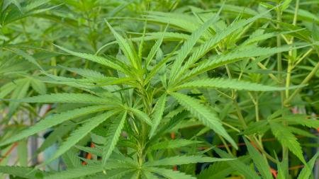 Destacan avances en investigación tras Ley del Cannabis y la presencia del Estado