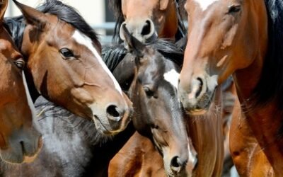 Dos nuevos casos de Encefalomielitis Equina en caballos fueron confirmados en San Rafael