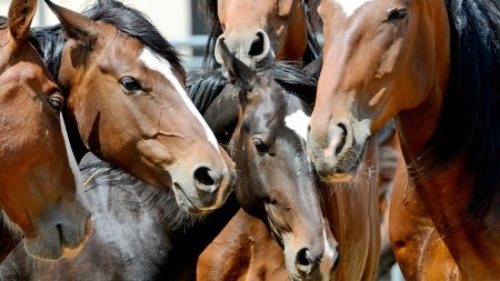 Dos nuevos casos de Encefalomielitis Equina en caballos fueron confirmados en San Rafael